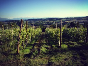 Vignes